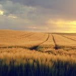 nature, landscape, field, grain field, spring, spring image, expanse, evening light, field, field, grain field, spring, spring, spring, spring, spring